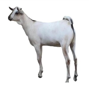 تيوس بربري