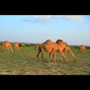 قعدان صومالي مرباه على الشرط